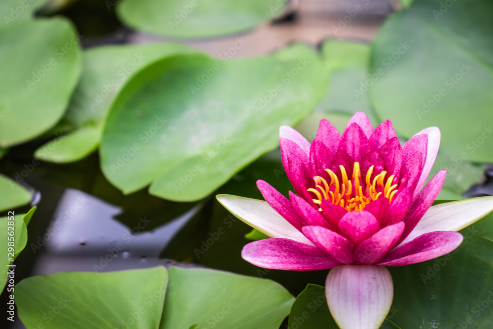 Pink lotus flower in the pond