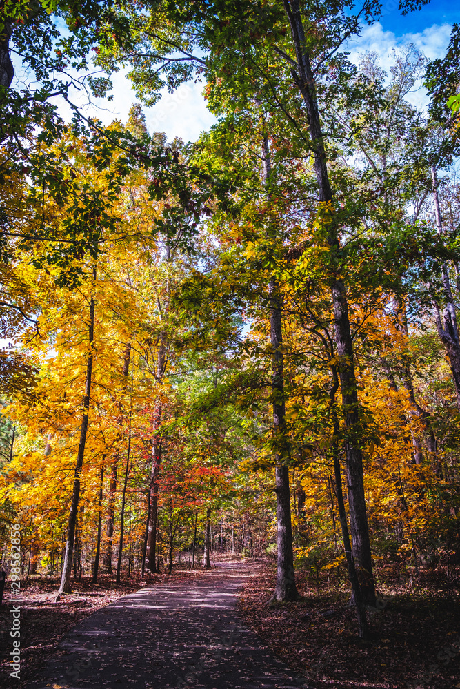 Deep Run Park Fall Path