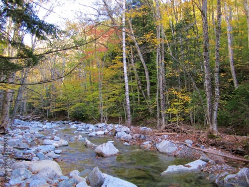 river in the forest