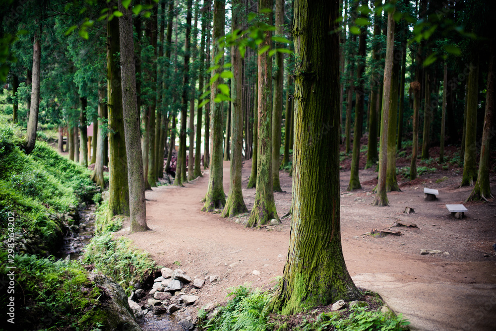 Fototapeta premium a trail in the forest