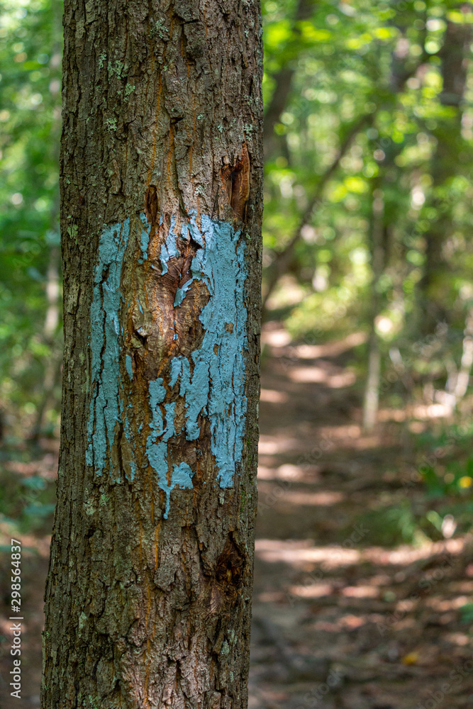 Fototapeta premium Pine Mountain Trail Blaze