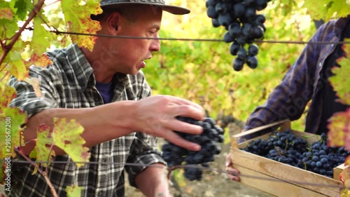 Grape growers aduld father and teen son. A small family farm growing grapes. Harvest Season. Picking grapes