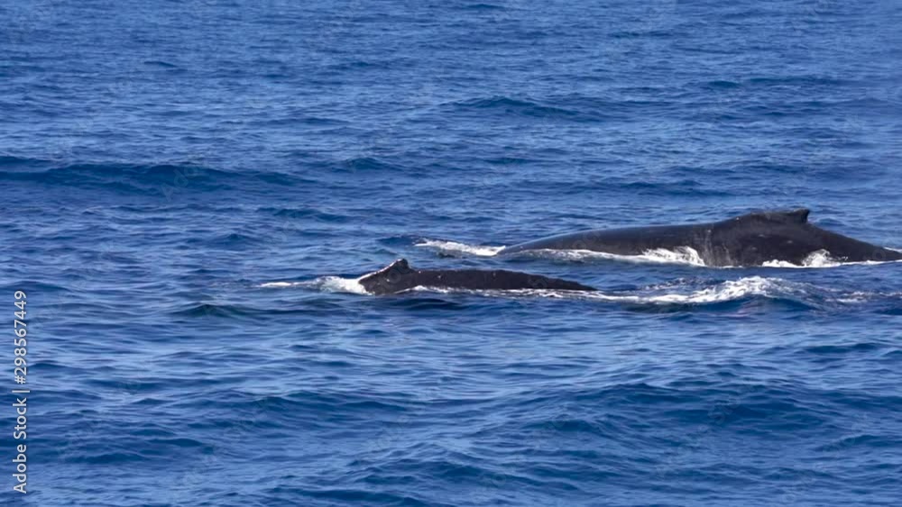 Two humpback whales frolic in the waters off the coast of Maui, Hawaii. Two humpback whales frolic in the waters off the coast of Maui, Hawaii.