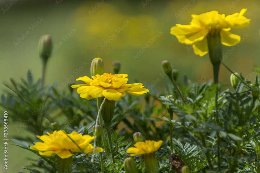 Marigolds blooming in the flowerbed of the park