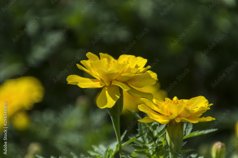 Marigolds blooming in the flowerbed of the park Marigolds blooming in the flowerbed of the park