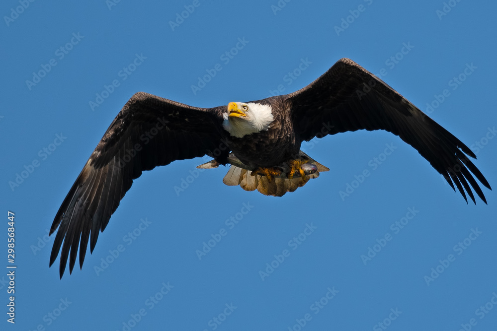 Obraz premium Bald Eagle in Flight with Fish