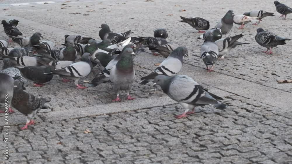 Flock of pigeons in cobblestone town square in Portugal, slow motion. Flock of pigeons in cobblestone town square in Portugal, slow motion.
