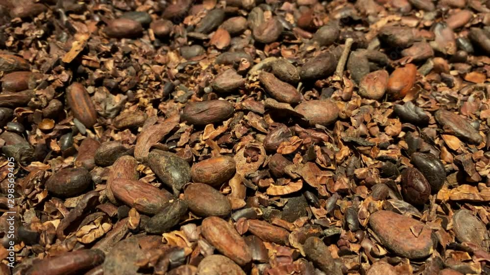 Cocoa beans close-up in a chocolate factory Cocoa beans close-up in a chocolate factory