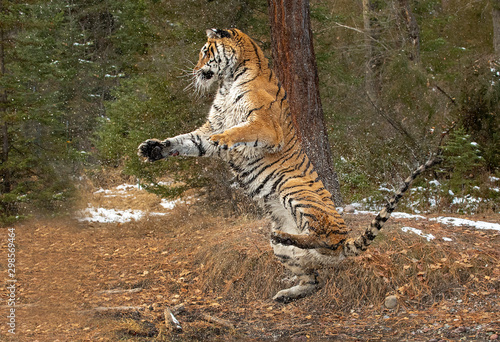 Siberian tiger leaping out of water