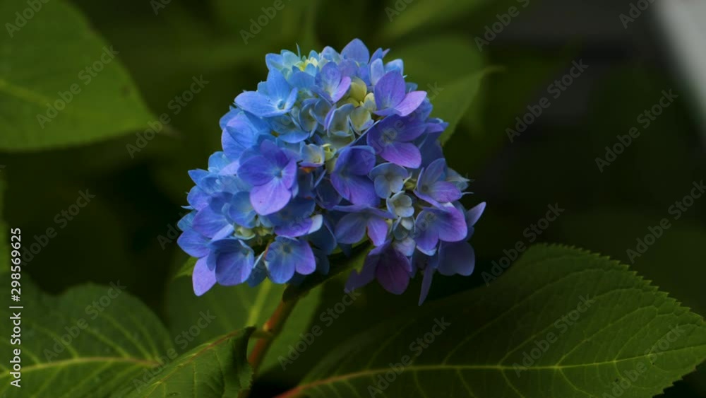 Beautiful blue flower surrounded by green leaves Beautiful blue flower surrounded by green leaves