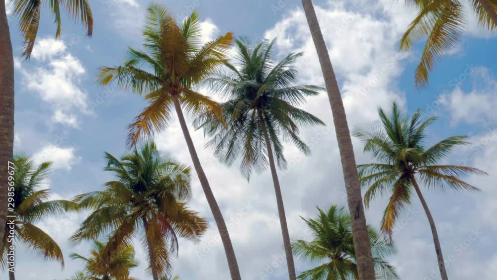 Coconut trees rustling in the wind on a sunny day in the Caribbean Coconut trees rustling in the wind on a sunny day in the Caribbean