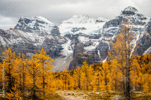 Autumn in Canadian Rockies with beautiful views of yellow larches