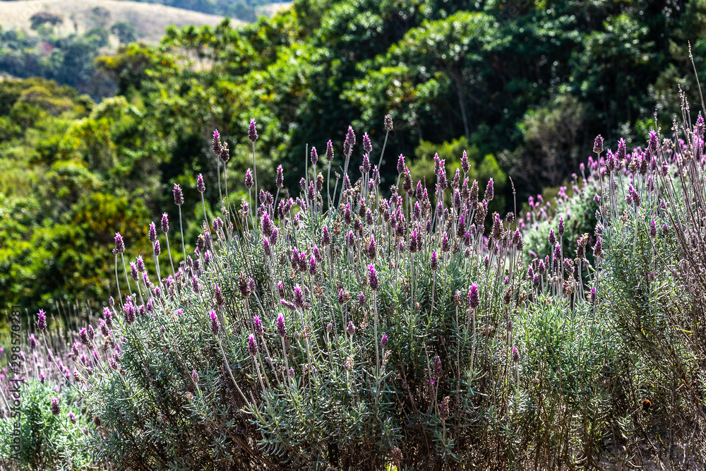 Fototapeta premium lavender field