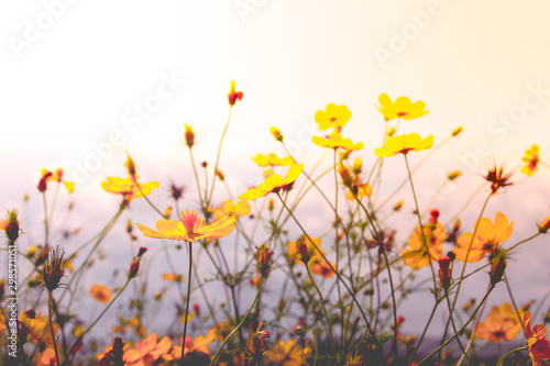 Beautiful cosmos flowers in sunset at summer time background.