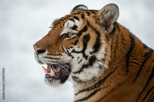 Fototapeta Naklejka Na Ścianę i Meble -  Siberian tiger in Snow