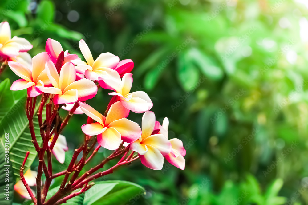 Fototapeta premium Pink frangipani flower or plumeria flower blooming on tree on sunset light at summer time.