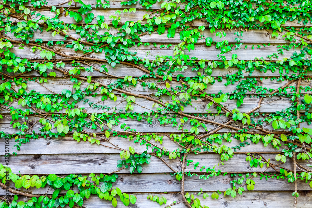 Abstract green leaves of vine on the wooden wall for background,Wood panel texture of wall room, Natural material design for interior and exterior, Abstract green leaves of vine on the wooden wall for background,Wood panel texture of wall room, Natural material design for interior and exterior,