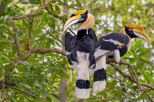 Great hornbill male and female on branch in nature photo