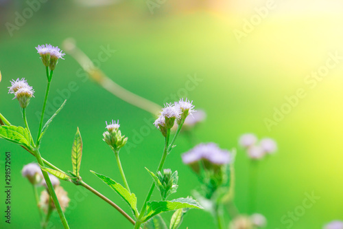Beautiful purple flower meadow in green nature background.