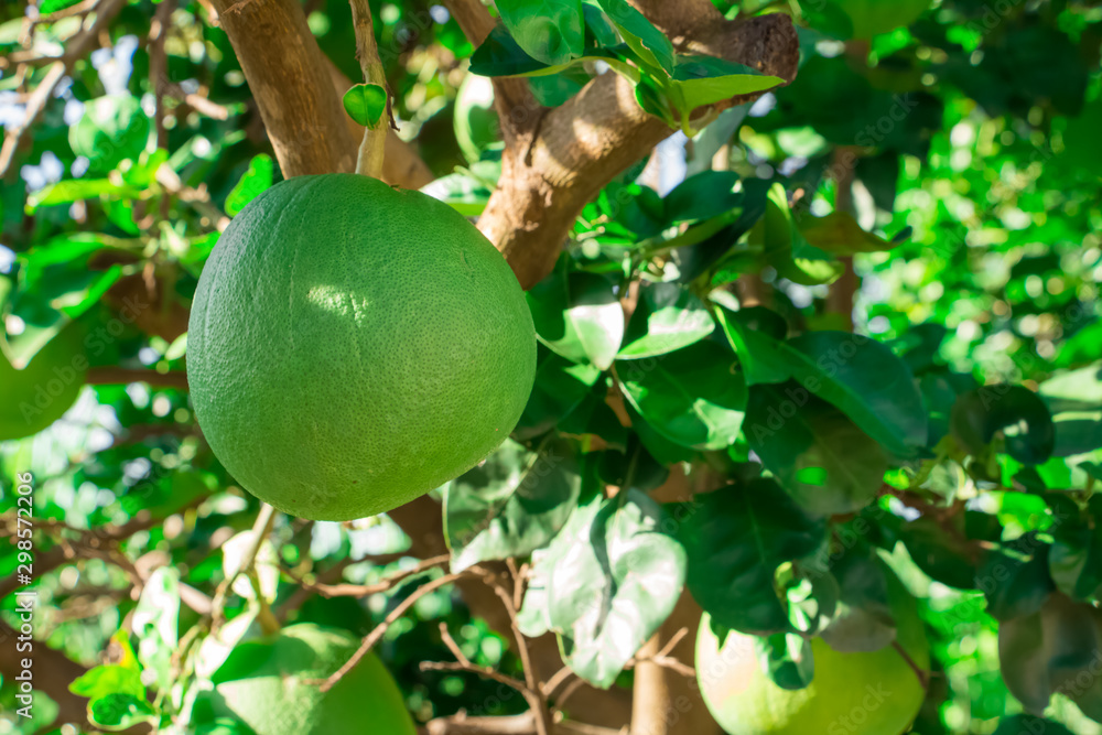 Pomelo, ripening fruits of the pomelo, natural citrus fruit hanging on branch of the tree green leaves. Pomelo, ripening fruits of the pomelo, natural citrus fruit hanging on branch of the tree green leaves.