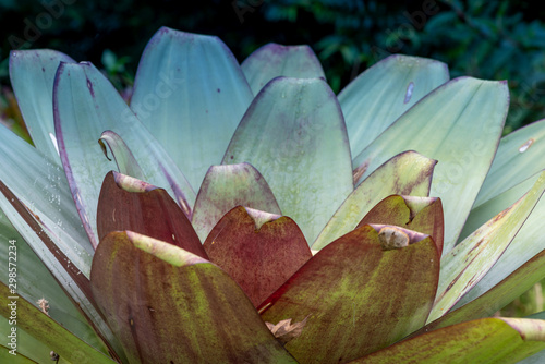 Tablou pe pânză The side top of a large bromeliad wooing the concentric arrangement of the leave