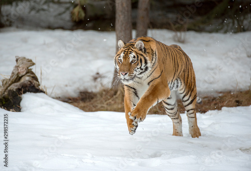 Siberian tiger in Snow