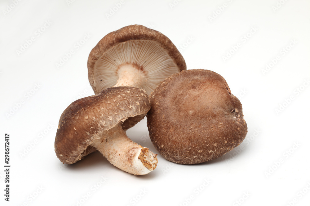 Fototapeta premium しいたけ,椎茸