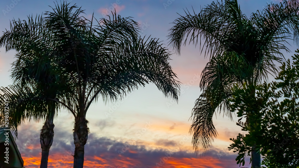 Obraz premium Palm Tress
