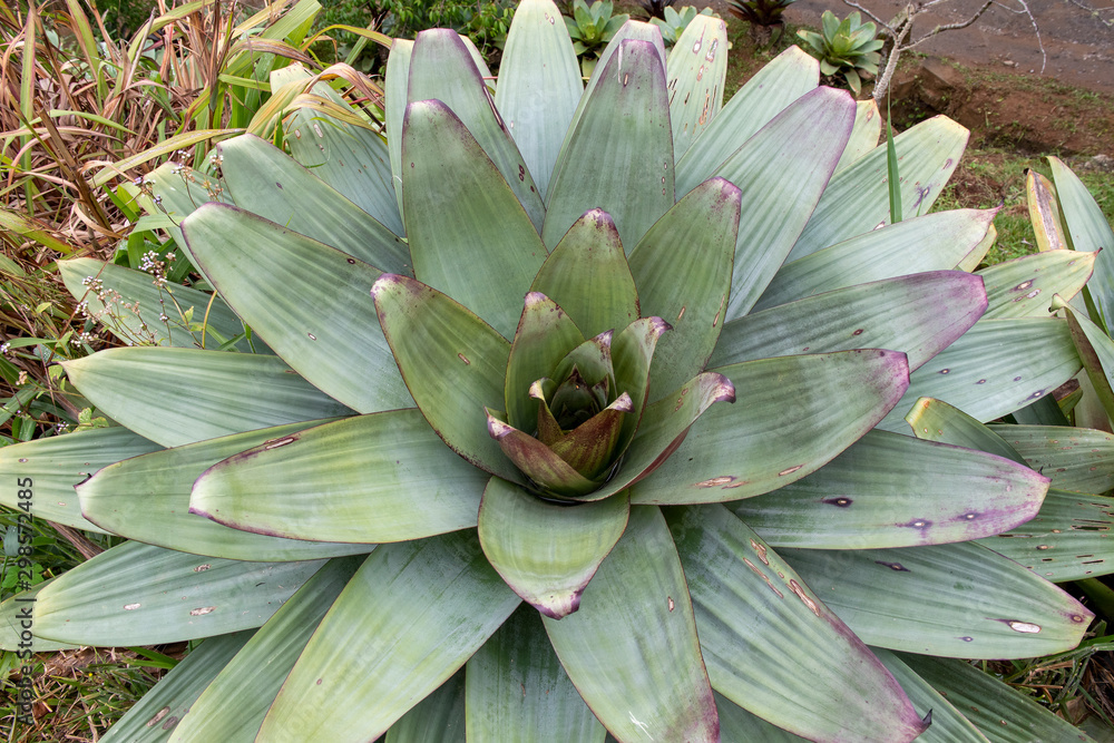 The center of a large bromeliad viewed from the top. There among the leaves water accumulates allowing aquatic larvae to develop The center of a large bromeliad viewed from the top. There among the leaves water accumulates allowing aquatic larvae to develop