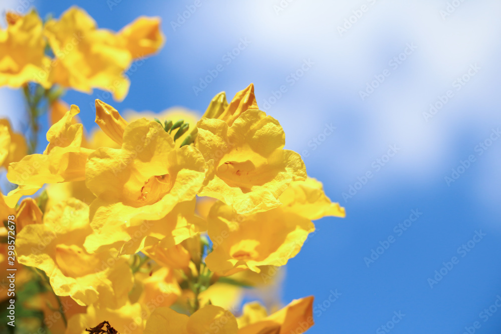 Fresh Natural flower in bright day,beautiful yellow flower in the garden, Tree of gold,Paraguayan silver trumpet tree,Tabebuia aurea with clear blue sky background. Yellow flower With the blue sky. Fresh Natural flower in bright day,beautiful yellow flower in the garden, Tree of gold,Paraguayan silver trumpet tree,Tabebuia aurea with clear blue sky background. Yellow flower With the blue sky.