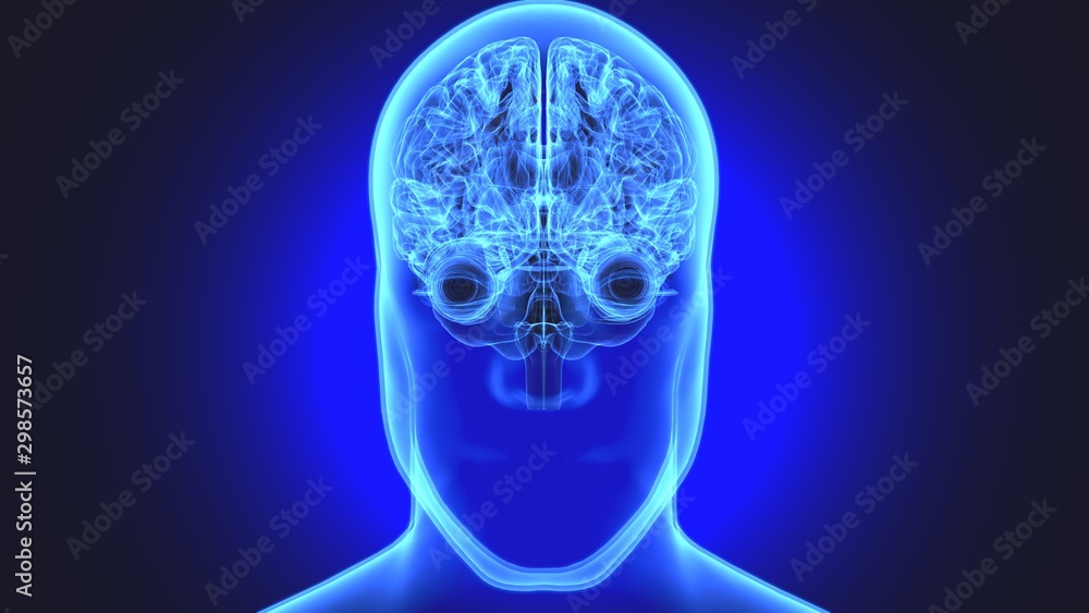 3d rendered medically accurate illustration of a human brain, eyes and arteries 3d rendered medically accurate illustration of a human brain, eyes and arteries