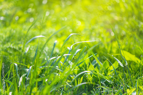 Green grass close-up