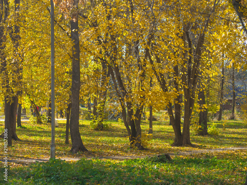 autumn in the park