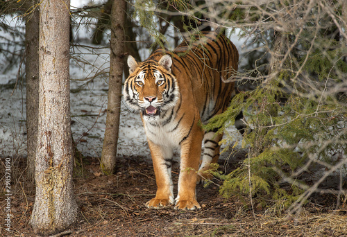 Siberian tiger in Snow