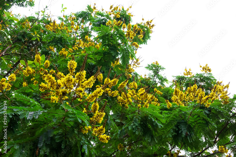 Peltophorum pterocarpum tree with white sky Peltophorum pterocarpum tree with white sky