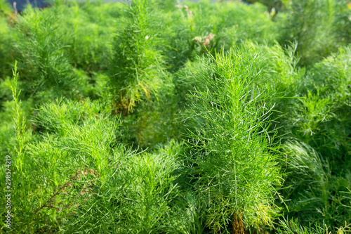 Asparagus racemosus or Shatawari,herb plant