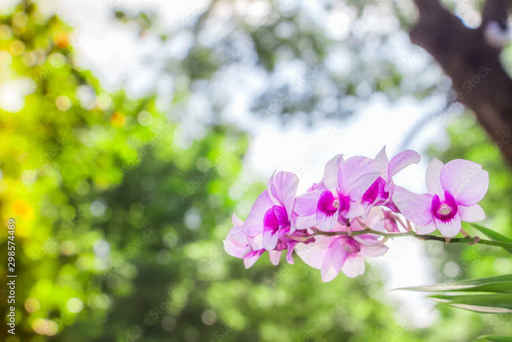 Obraz premium Phalaenopsis orchid on bokeh abstract nature background.Orchid flower in garden at winter or spring day for Christmas, Happy new year 2020 postcard beauty and agriculture idea concept design. 