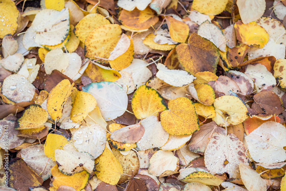 yellow and brown fall leaves filled ground texture