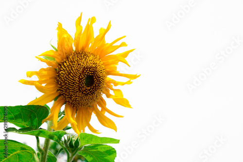 Fototapeta Naklejka Na Ścianę i Meble -  Isolated of beautiful bright sunflower on white background, Nature background with yellow flower at summer time.