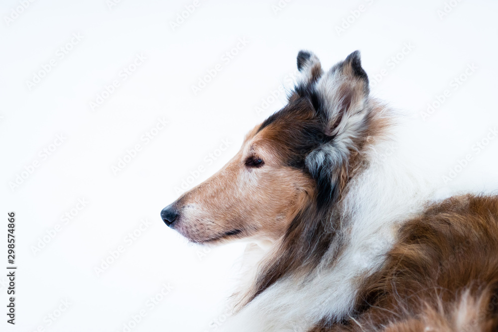 Purebred Collie Isolated by a white background during the winter Purebred Collie Isolated by a white background during the winter