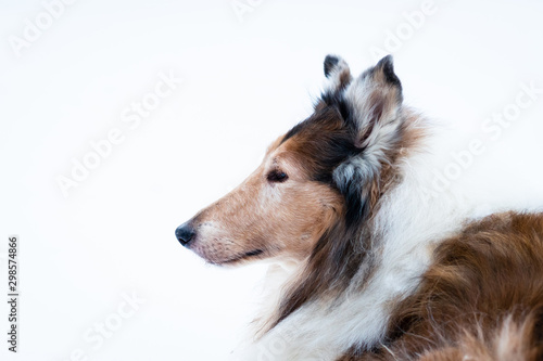 Wallpaper Mural Purebred Collie Isolated by a white background during the winter Torontodigital.ca