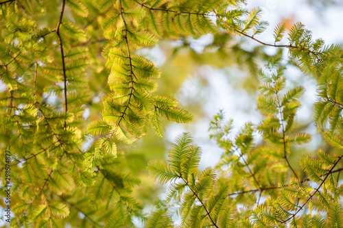 dense cedar tree leaves on the branch back lit by the sun light in the forest 