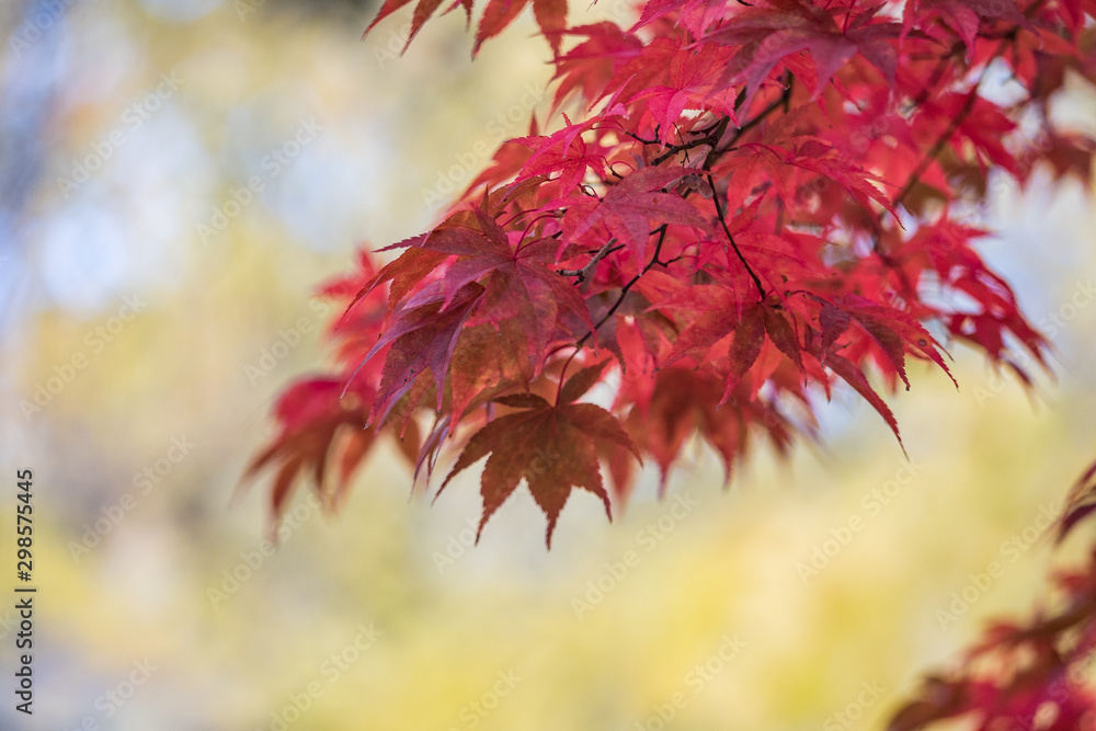 beautiful red maple leaves on the branch with blurry light yellow background