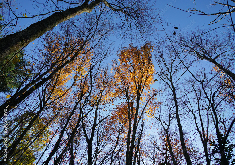 low angle view on colorful autumn trees and sky
