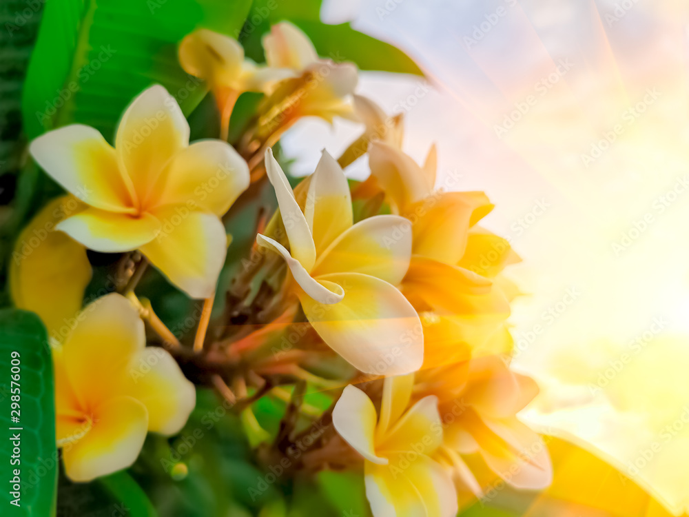Fototapeta premium Frangipani flower or plumeria flower blooming on tree on sunset light at summer time. Soft and blur focus.