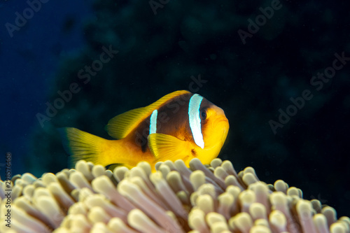 Red Sea clownfish  Amphiprion bicinctus closeup