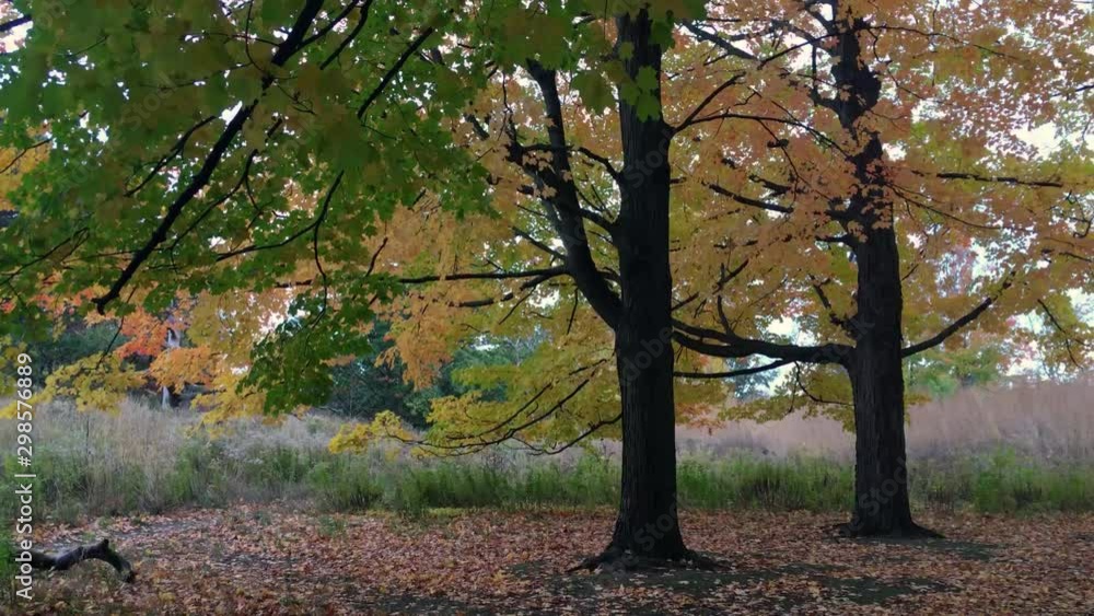 Two colorful maple trees in the evening of Autumn Two colorful maple trees in the evening of Autumn