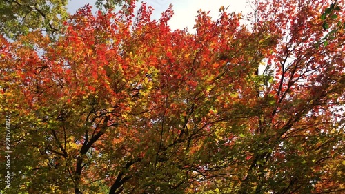 Wallpaper Mural Glorious colorful natural Autumn leaves Torontodigital.ca