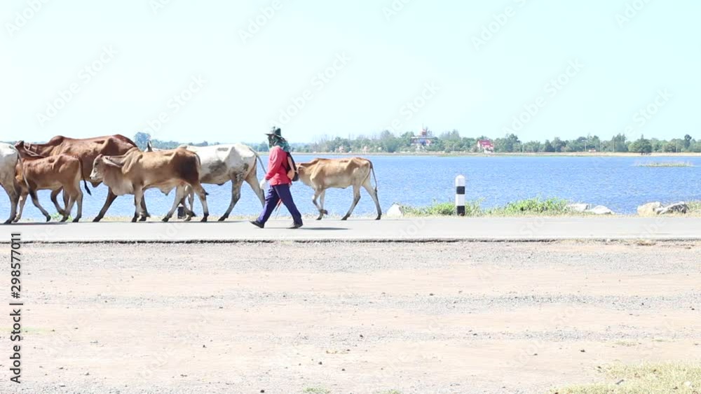 Farmers are driving cattle go to the farm Farmers are driving cattle go to the farm