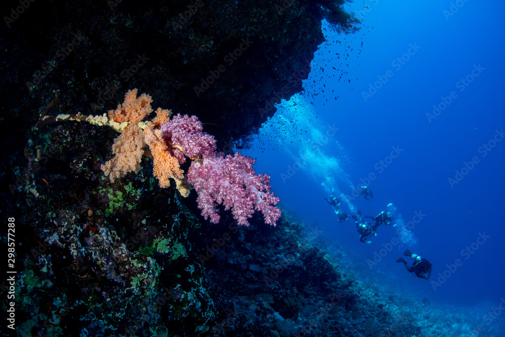 Orangeviolet Carnation Tree Coral (Dendronephthya / Scleronephthya sp